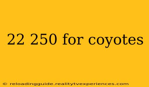 22 250 for coyotes