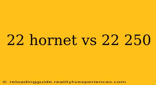 22 hornet vs 22 250