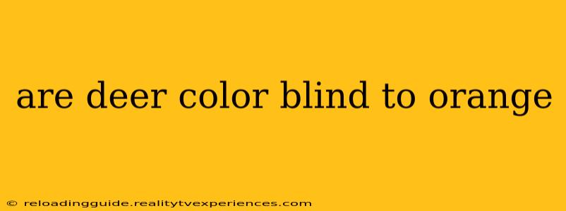 are deer color blind to orange