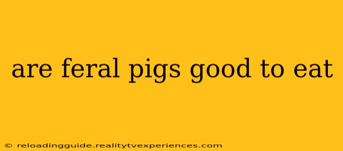 are feral pigs good to eat