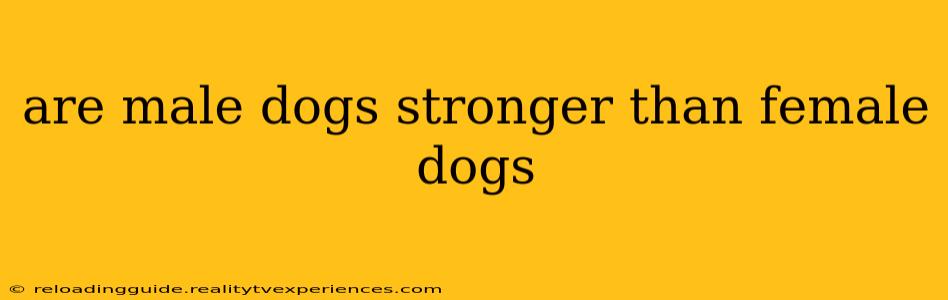 are male dogs stronger than female dogs