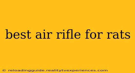 best air rifle for rats