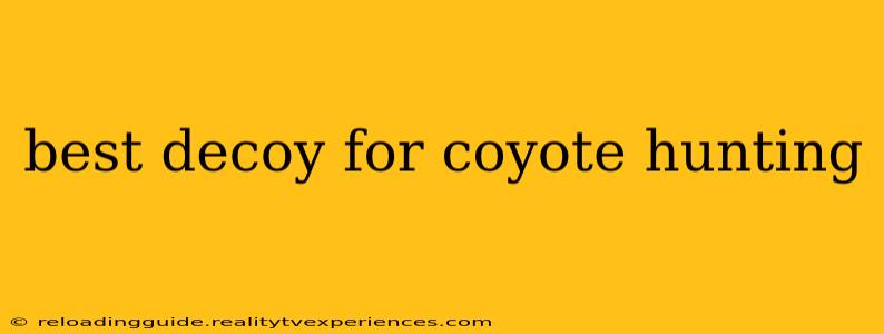 best decoy for coyote hunting