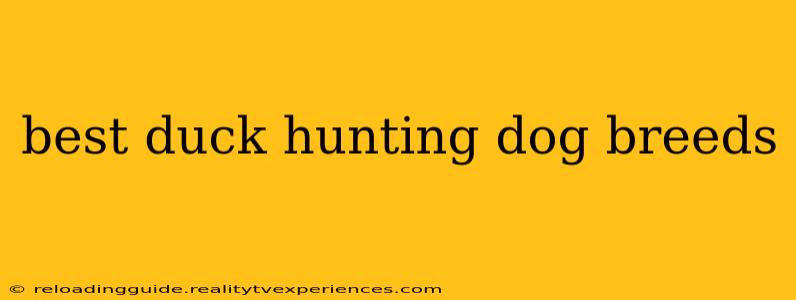 best duck hunting dog breeds