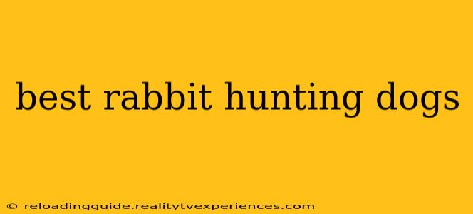 best rabbit hunting dogs