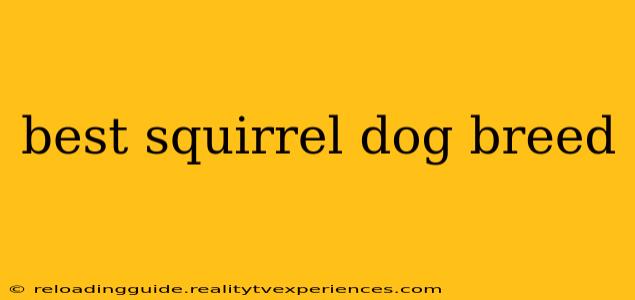 best squirrel dog breed