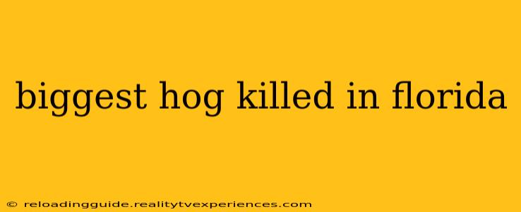 biggest hog killed in florida