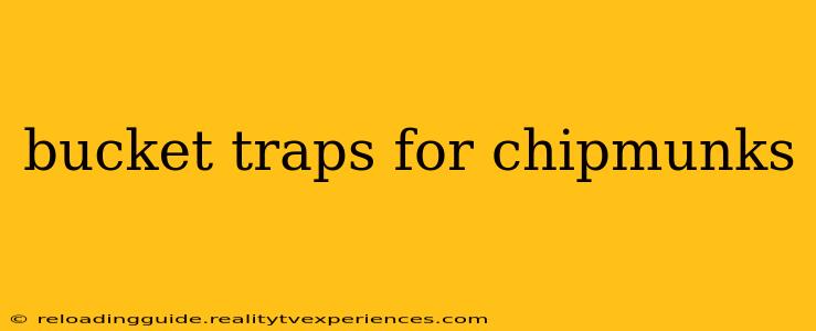 bucket traps for chipmunks