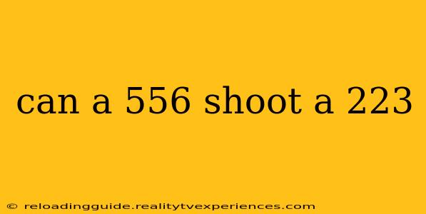 can a 556 shoot a 223