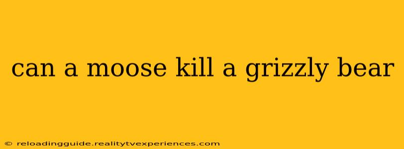 can a moose kill a grizzly bear