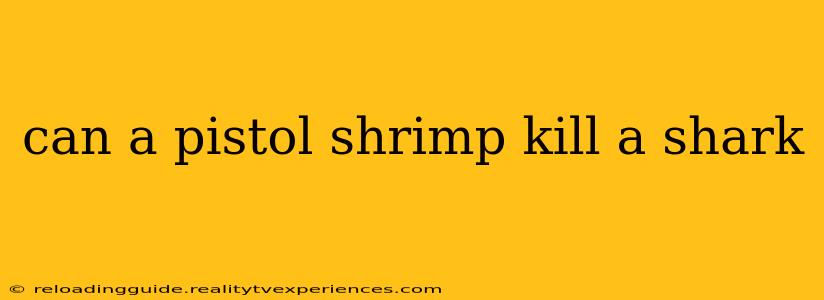 can a pistol shrimp kill a shark