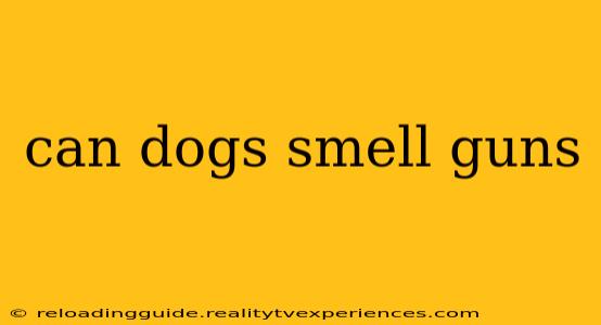 can dogs smell guns