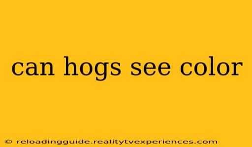 can hogs see color