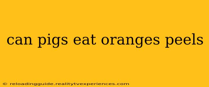 can pigs eat oranges peels