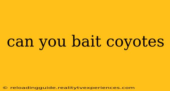 can you bait coyotes