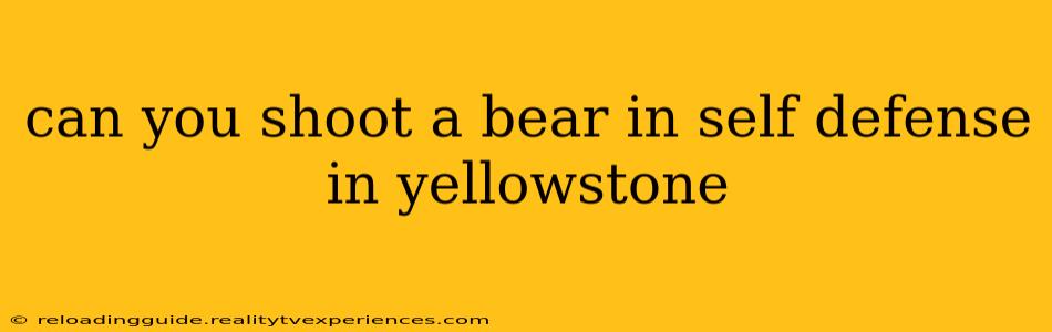 can you shoot a bear in self defense in yellowstone