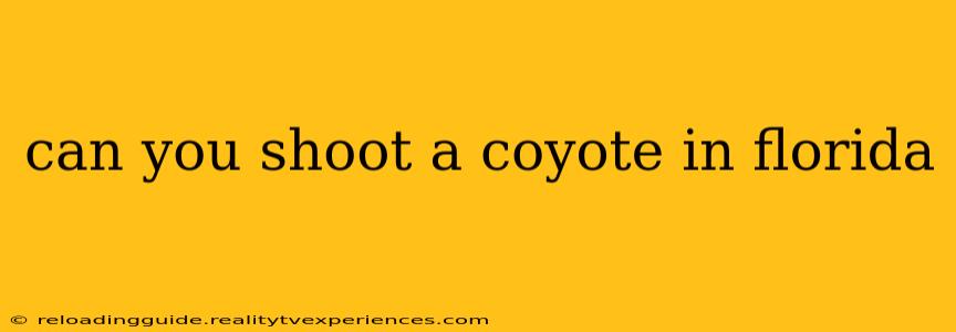 can you shoot a coyote in florida