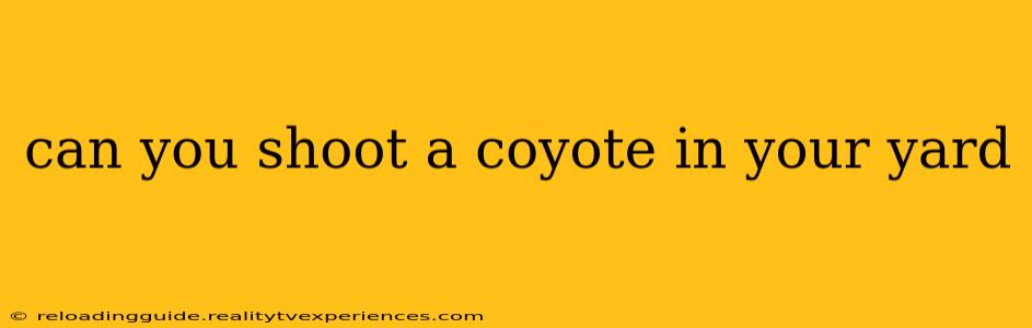 can you shoot a coyote in your yard