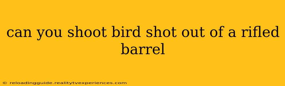 can you shoot bird shot out of a rifled barrel