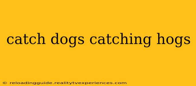 catch dogs catching hogs