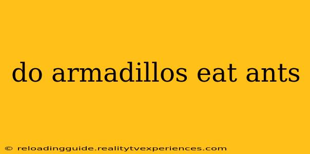 do armadillos eat ants