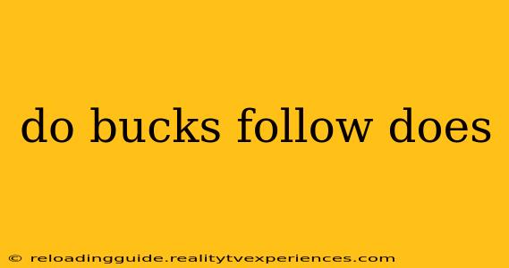 do bucks follow does