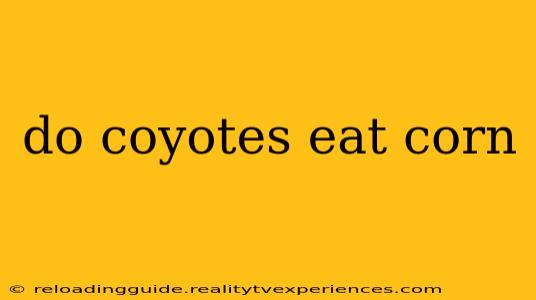 do coyotes eat corn