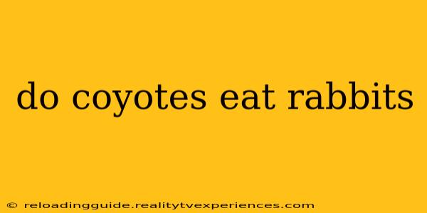 do coyotes eat rabbits