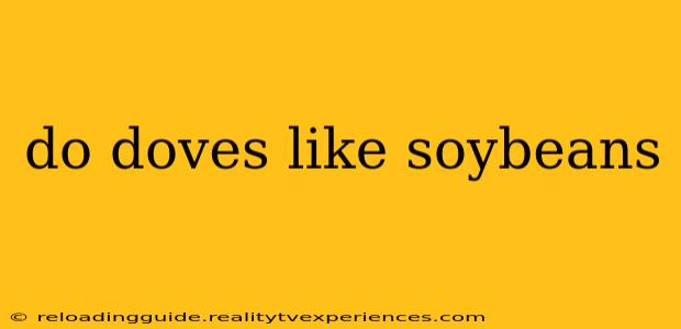 do doves like soybeans