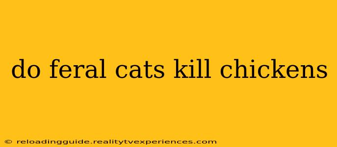 do feral cats kill chickens