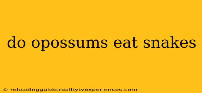 do opossums eat snakes