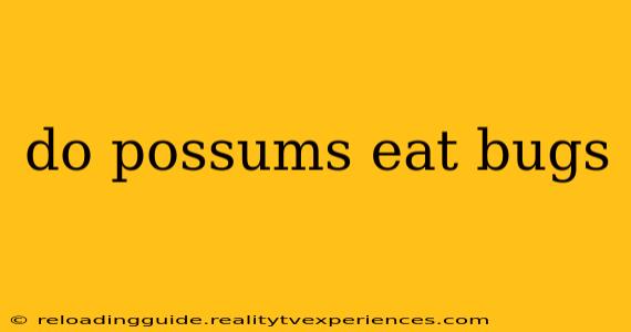 do possums eat bugs