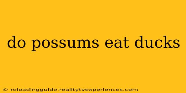 do possums eat ducks