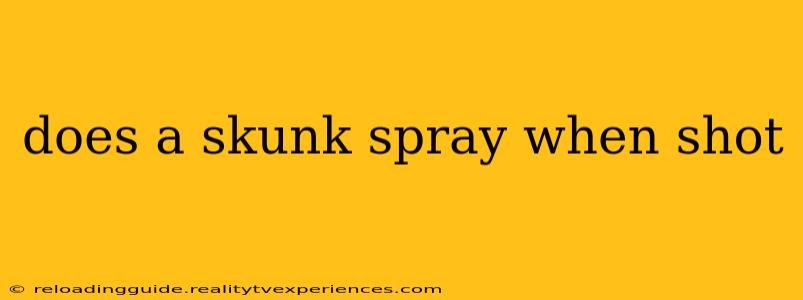 does a skunk spray when shot