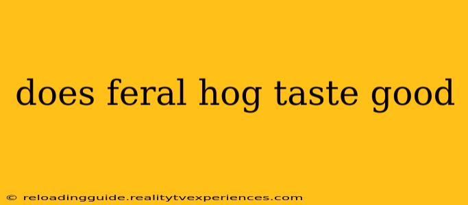 does feral hog taste good