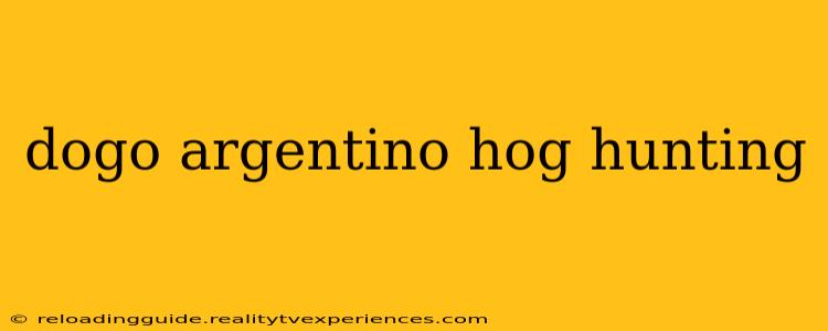 dogo argentino hog hunting