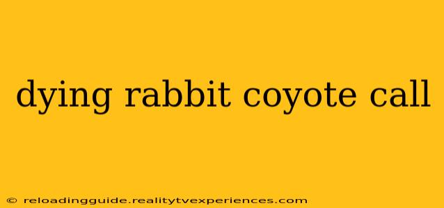 dying rabbit coyote call