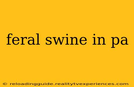 feral swine in pa