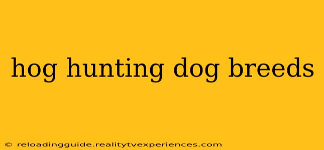 hog hunting dog breeds