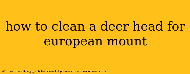 how to clean a deer head for european mount