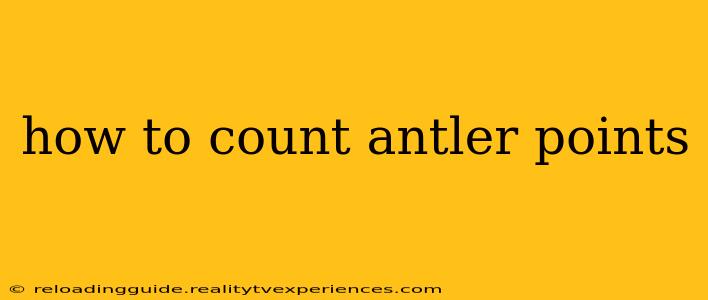 how to count antler points