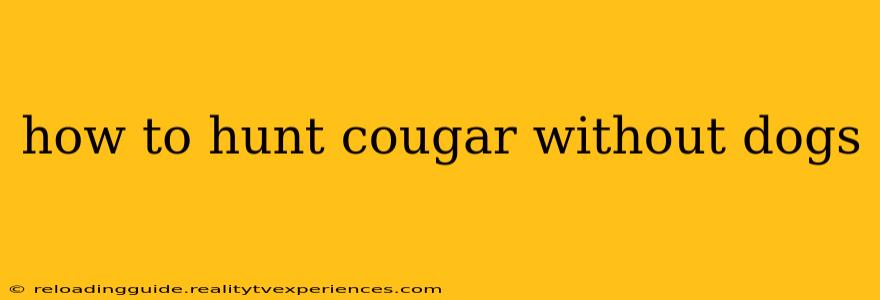 how to hunt cougar without dogs