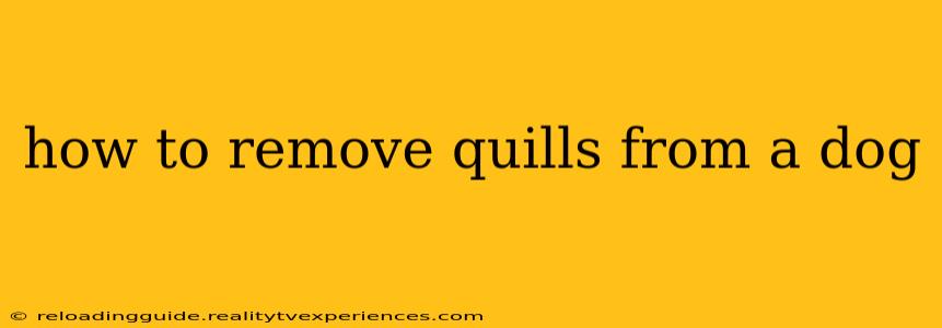 how to remove quills from a dog