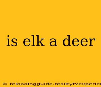 is elk a deer