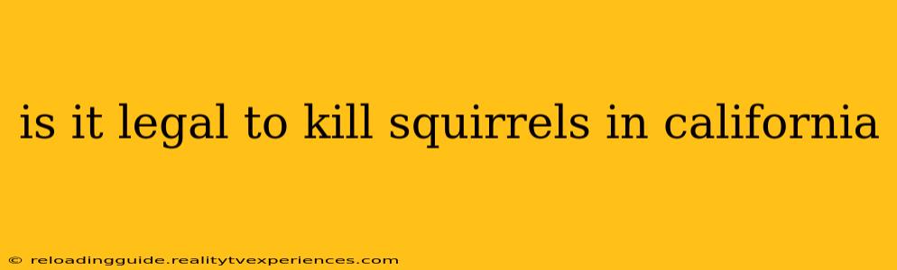 is it legal to kill squirrels in california