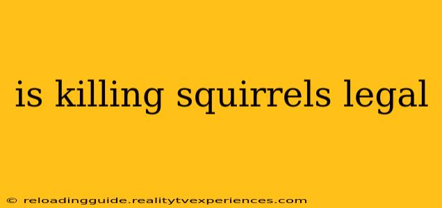 is killing squirrels legal