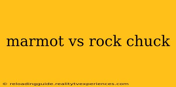 marmot vs rock chuck