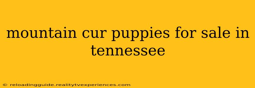 mountain cur puppies for sale in tennessee