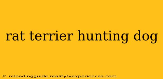 rat terrier hunting dog