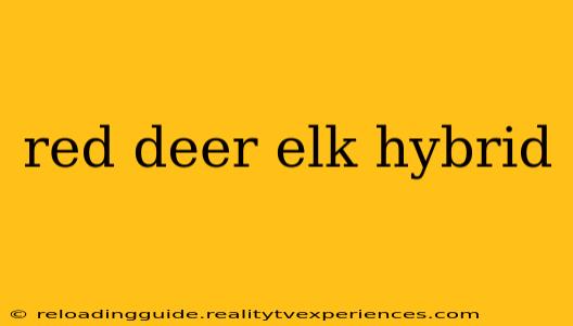 red deer elk hybrid